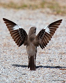 220px-northern_mocking_bird_display
